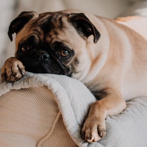 lifestyle image of a dog on a couch